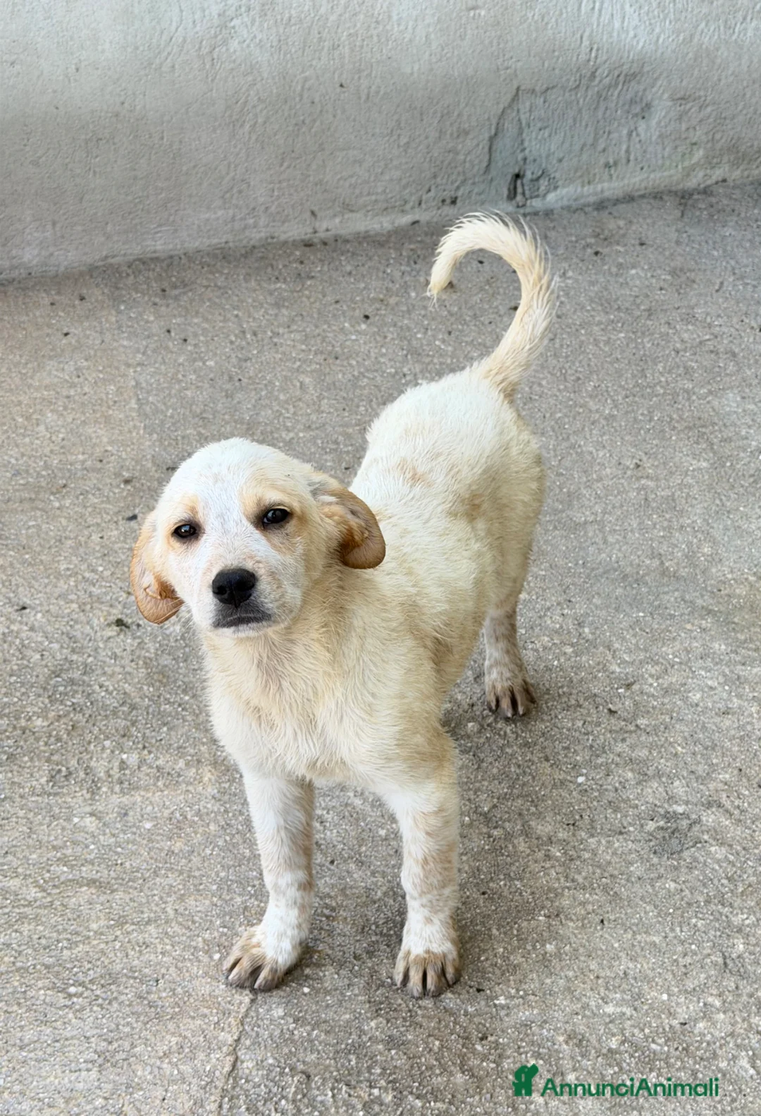 Meticcio cani in regalo: Lia femmina  a Provincia di Pisa - Annuncio 3