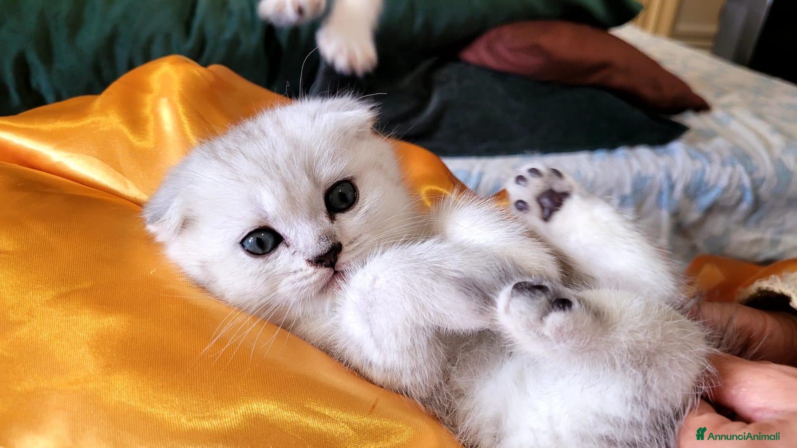 Scottish gatti Scottish HIGHLAND FOLD CHINCHILLA + kit REGALO !!! - Annuncio 17