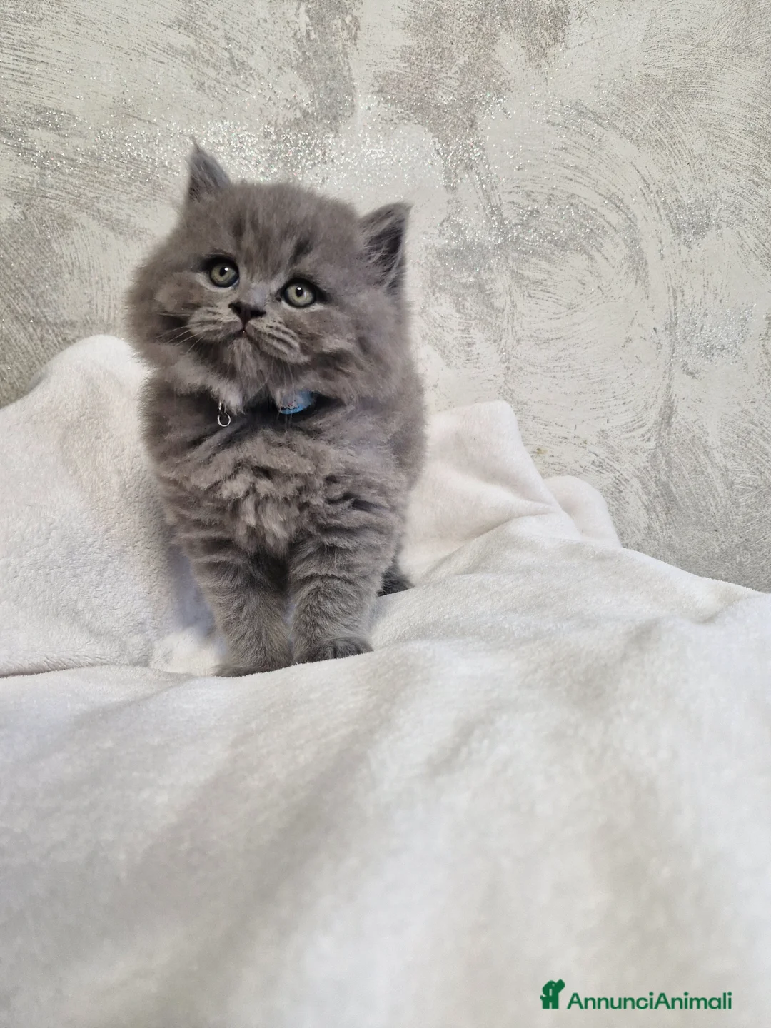 British gatti in vendita: Gattino british longhair  a Provincia di Verona - Annuncio 6
