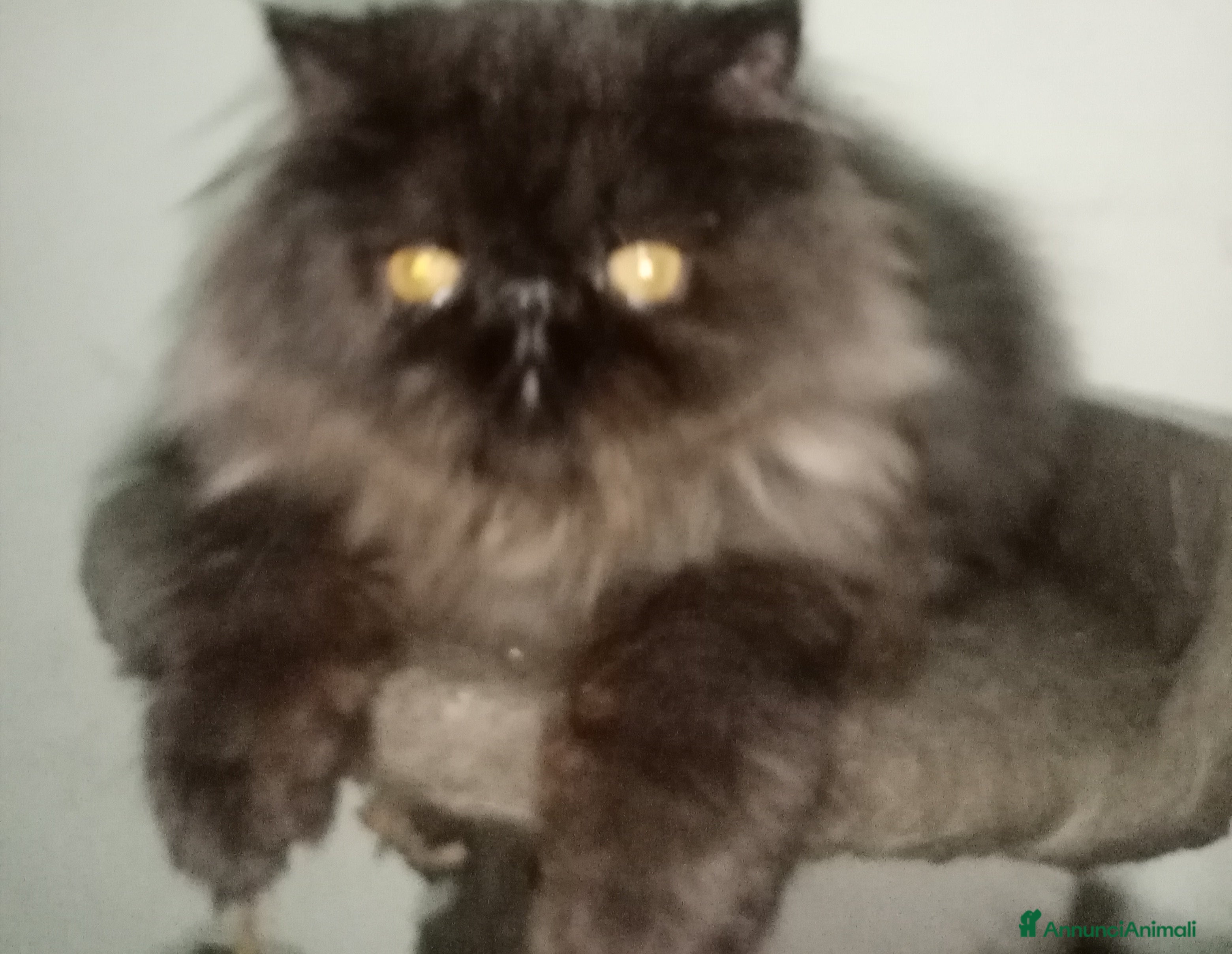 Persiano gatti Cuccioli gatto Persiano pura razza  - Annuncio 9