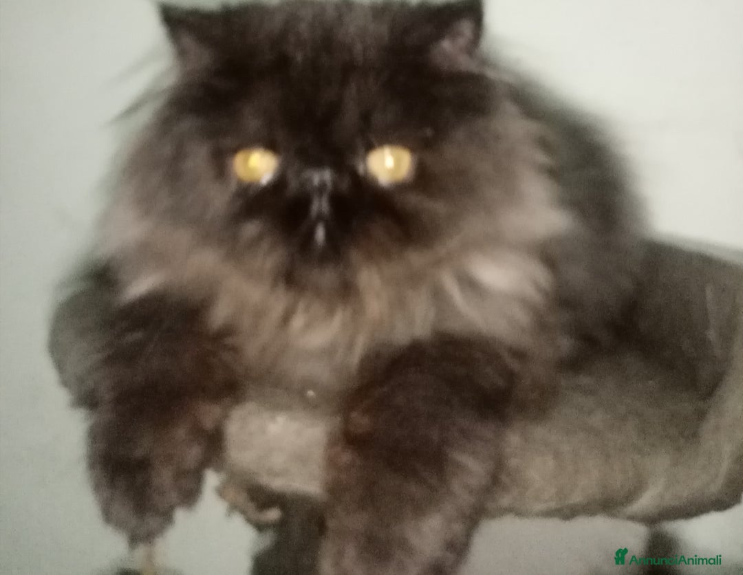 Persiano gatti in vendita: Cuccioli gatto Persiano pura razza  - Annuncio 1
