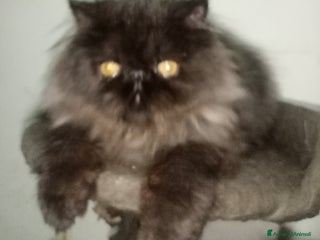 Persiano gatti Cuccioli gatto Persiano pura razza - Annuncio 12