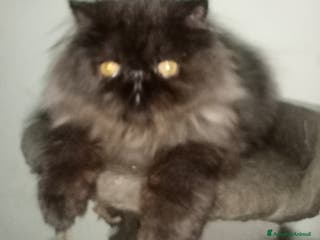 Persiano gatti Cuccioli gatto Persiano pura razza - Annuncio 2