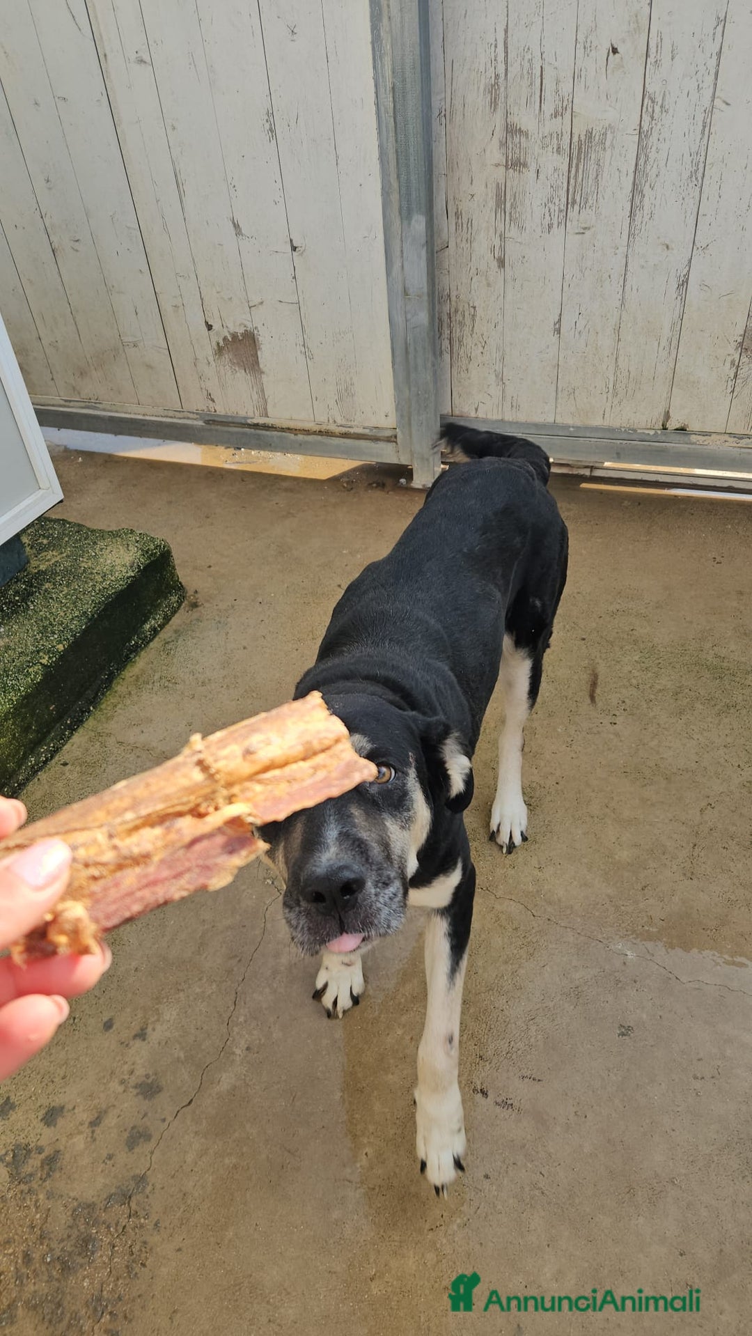 Meticcio cani in regalo: Fabrizia: taglia grande, dolce ed equilibrata  - Annuncio 11