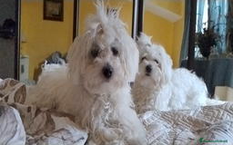 Maltese cani in vendita: Cucciole di Maltese  a Città metropolitana di Roma Capitale - Immagine 2