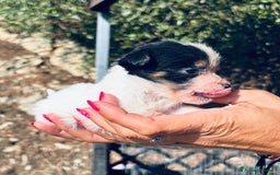 Jack Russell cani in vendita: Jack Russell pelo broken/ruvido a Calenzano - Immagine 14