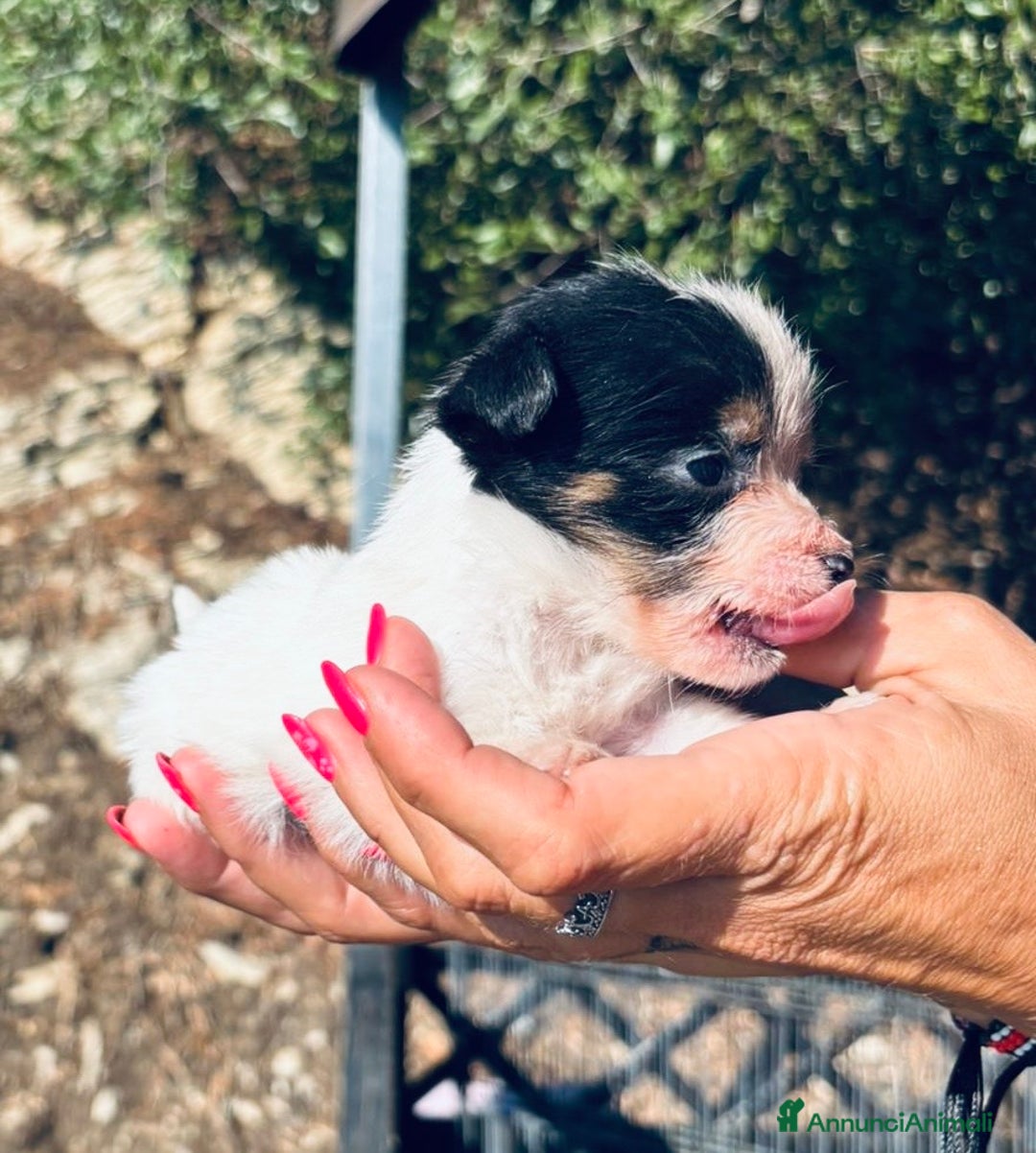 Jack Russell cani in vendita: Jack Russell pelo broken/ruvido a Calenzano - Immagine 14