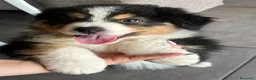 Australian Shepherd cani in vendita: Cucciolo black Tricolor di Australian Sheppard a Provincia di Rimini - Annuncio 5