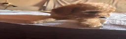 Barboncino Toy cani in vendita: Cuccioli di Barboncino toy - Annuncio 13