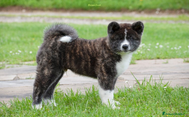 Akita Inu cani a Provincia di Belluno - Annuncio 5