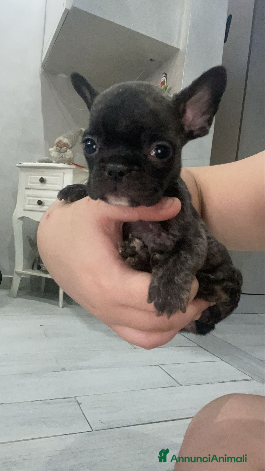 Bulldog Francese cani in vendita: Buldoghina francese, piccola e bella! - Annuncio 3