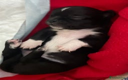 Chihuahua cani in vendita: Cuccioli di Chihuahua   a Provincia di Massa e Carrara - Immagine 7