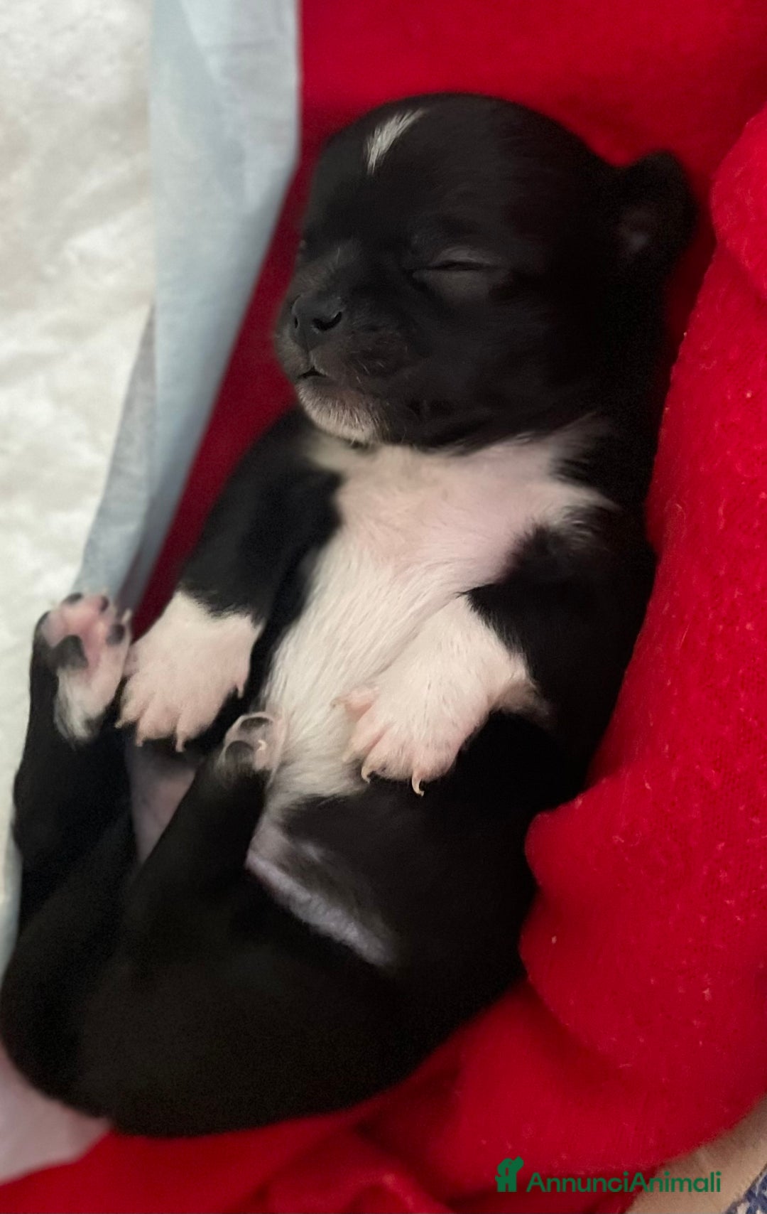 Chihuahua cani in vendita: Cuccioli di Chihuahua   a Provincia di Massa e Carrara - Immagine 7