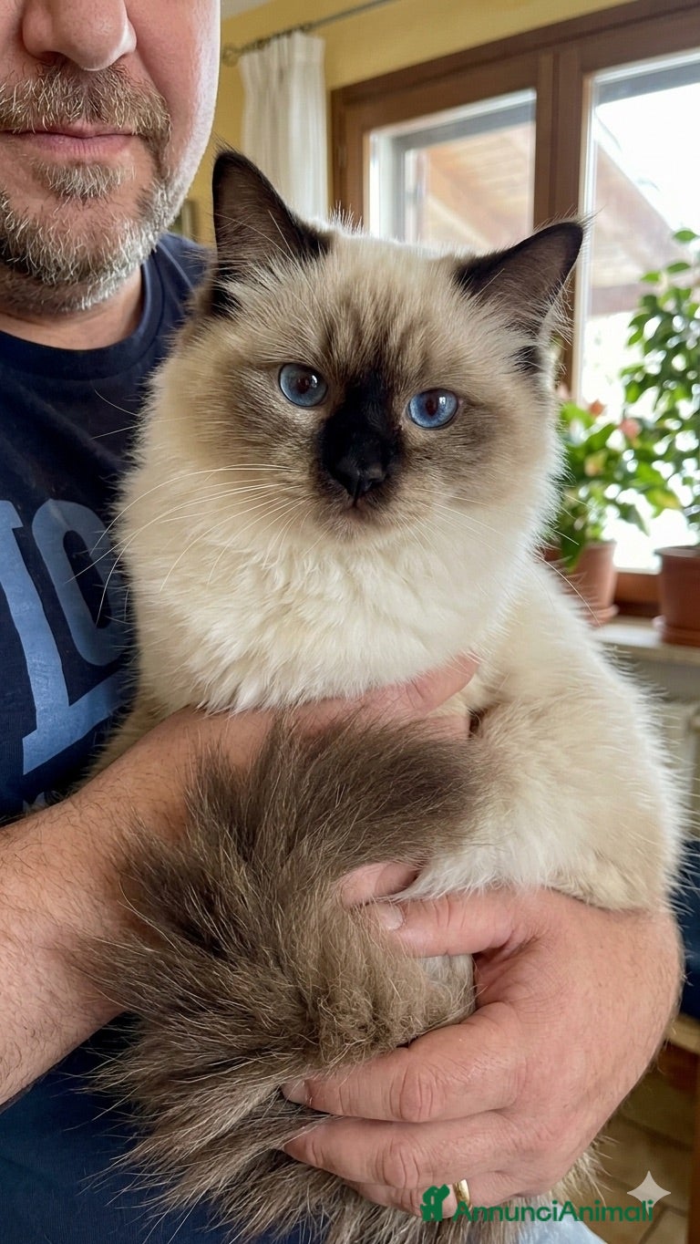 Ragdoll gatti Cucciole ragdoll dolcissime  - Annuncio 13