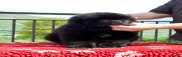 Terranova cani in vendita: CUCCIOLI TERRANOVA NERI a Valle d'Aosta - Annuncio 4
