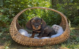 Bassotto cani in vendita: Cuccioli bassotto  a Città Metropolitana di Torino - Immagine 5