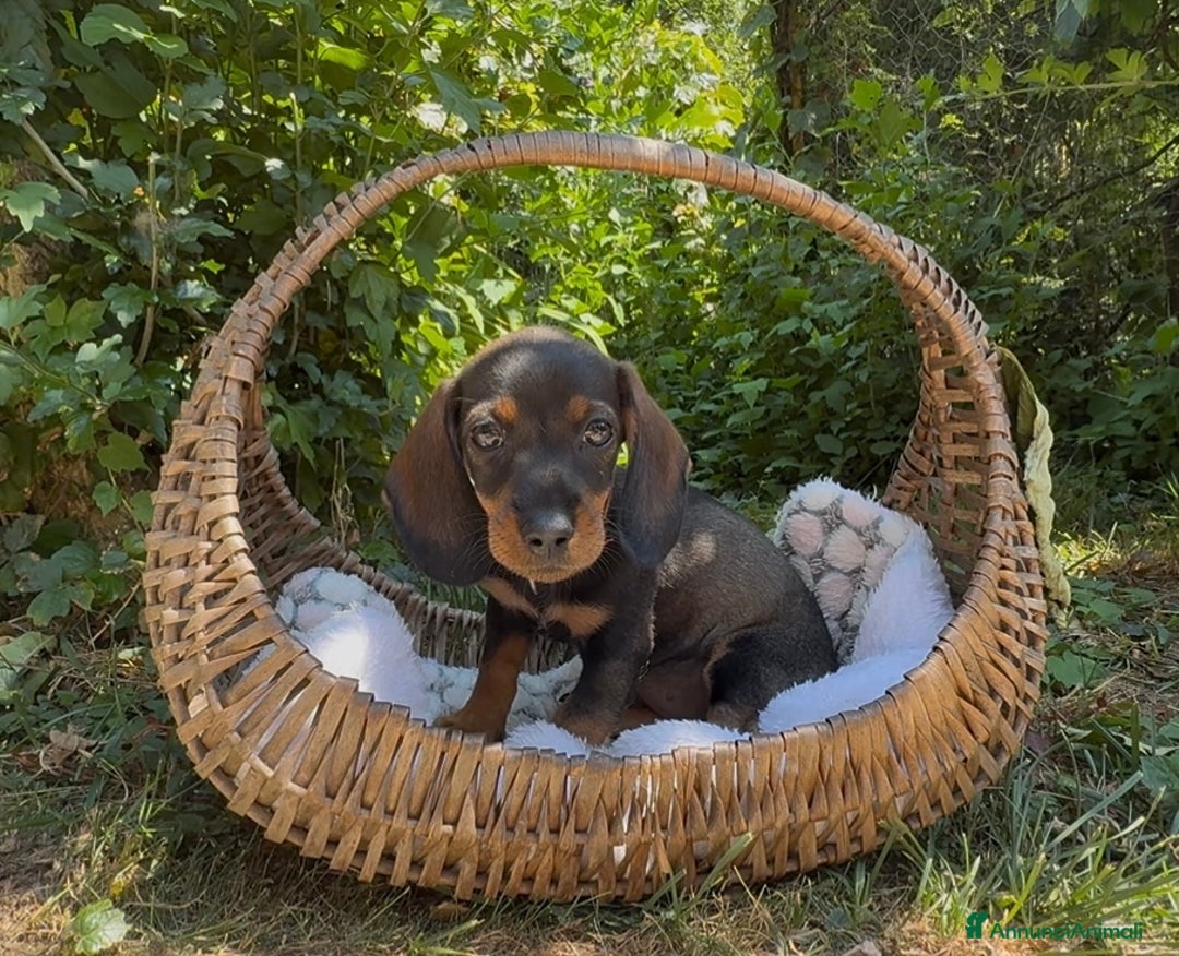 Bassotto cani in vendita: Cuccioli bassotto  a Città Metropolitana di Torino - Immagine 5