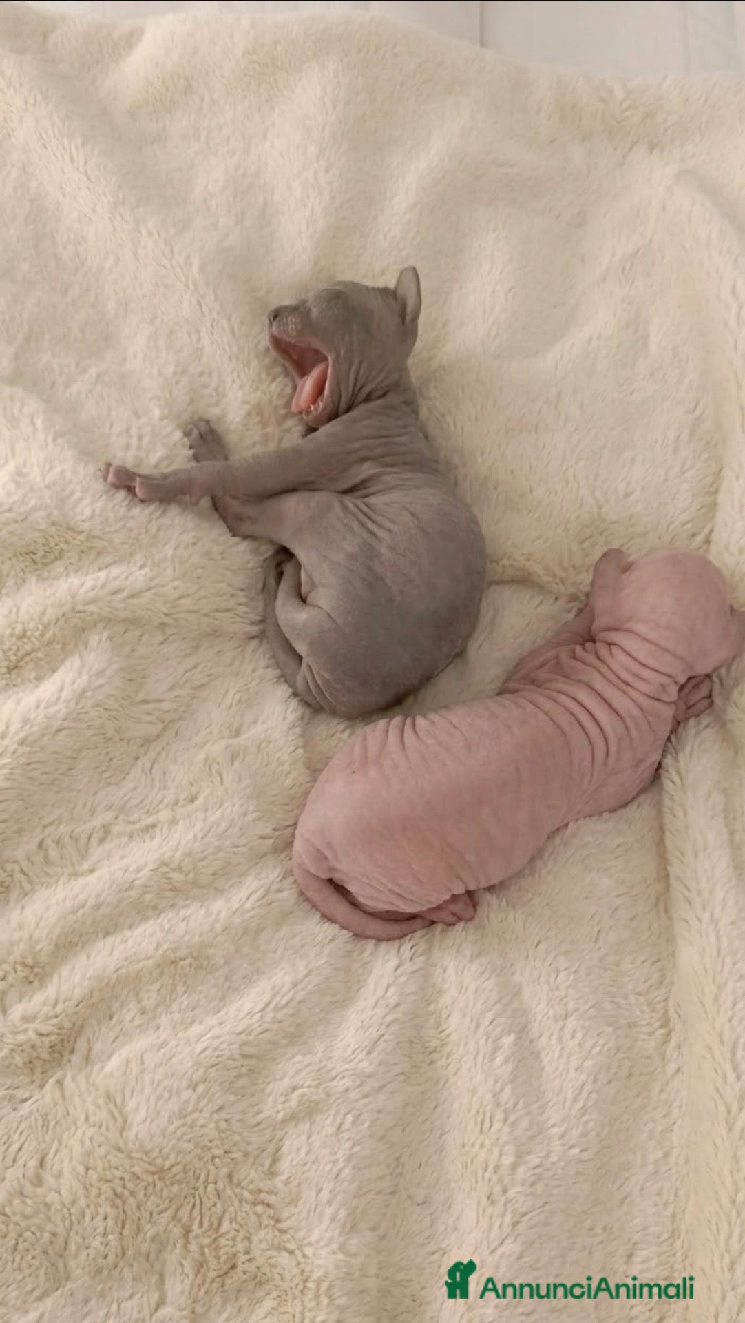 Sphynx gatti in vendita: Cuccioli di sphynx con pedigree - Annuncio 1