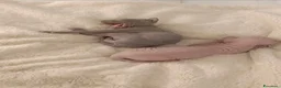 Sphynx gatti in vendita: Cuccioli di sphynx con pedigree - Annuncio 1