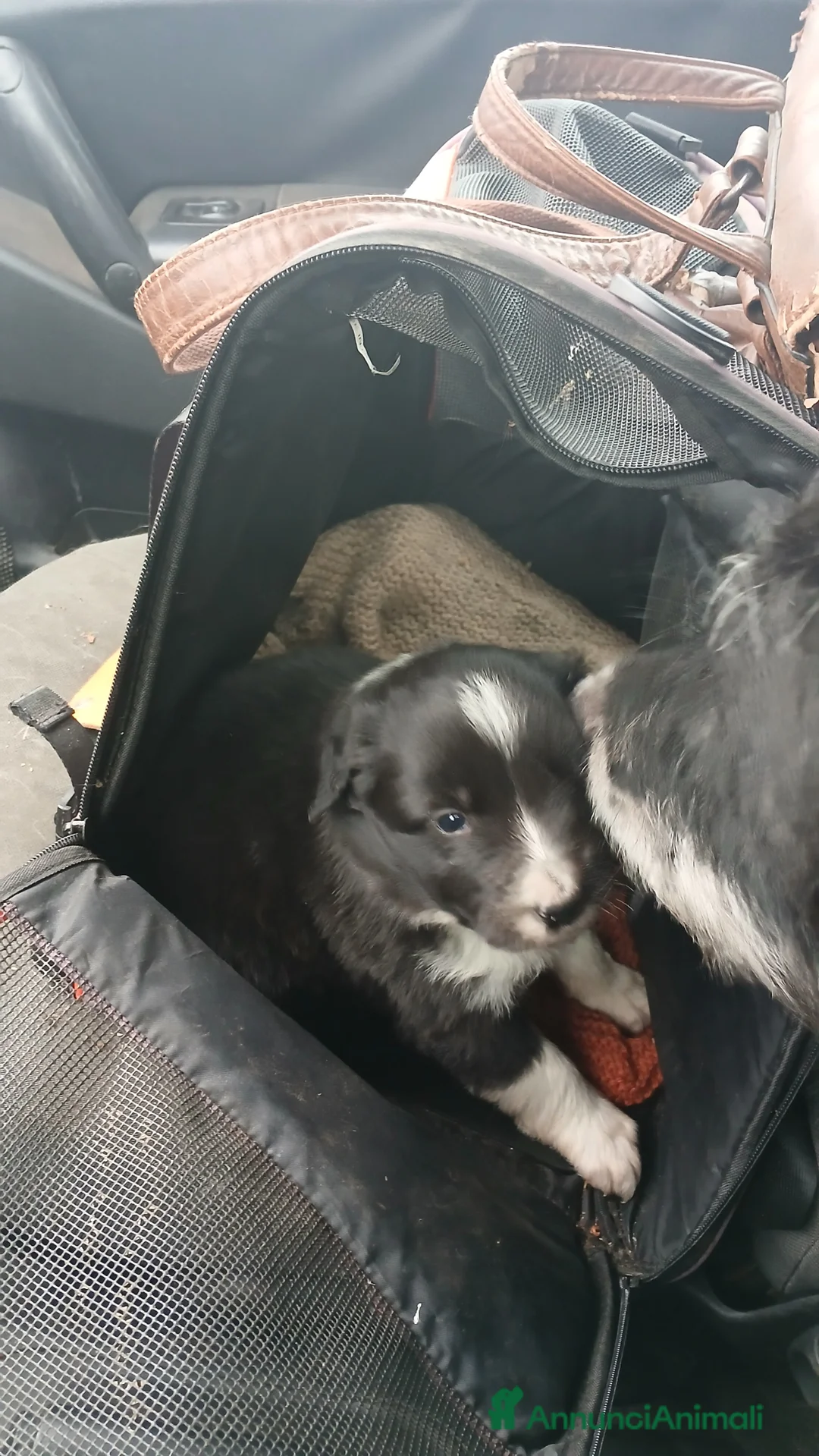 Meticcio cani in vendita: cuccioli pastore australian collie - Annuncio 2
