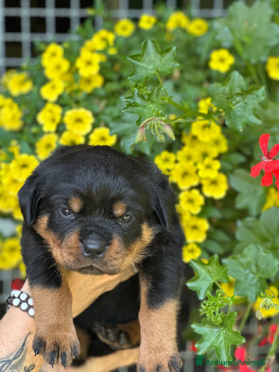 Rottweiler cani in vendita: Cuccioli maschi ROTTWEILER  a Metropolitan City of Turin - Immagine 20