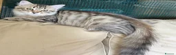 Siberiano gatti in vendita: Cuccioli Siberiano - Annuncio 3