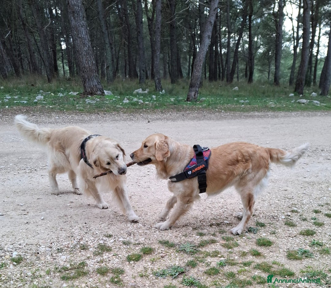Golden Retriever cani in vendita: Cucciole di Golden Retriever - Annuncio 10