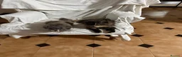 Maine Coon gatti in vendita: Maine Coon a Città metropolitana di Roma Capitale - Annuncio 2