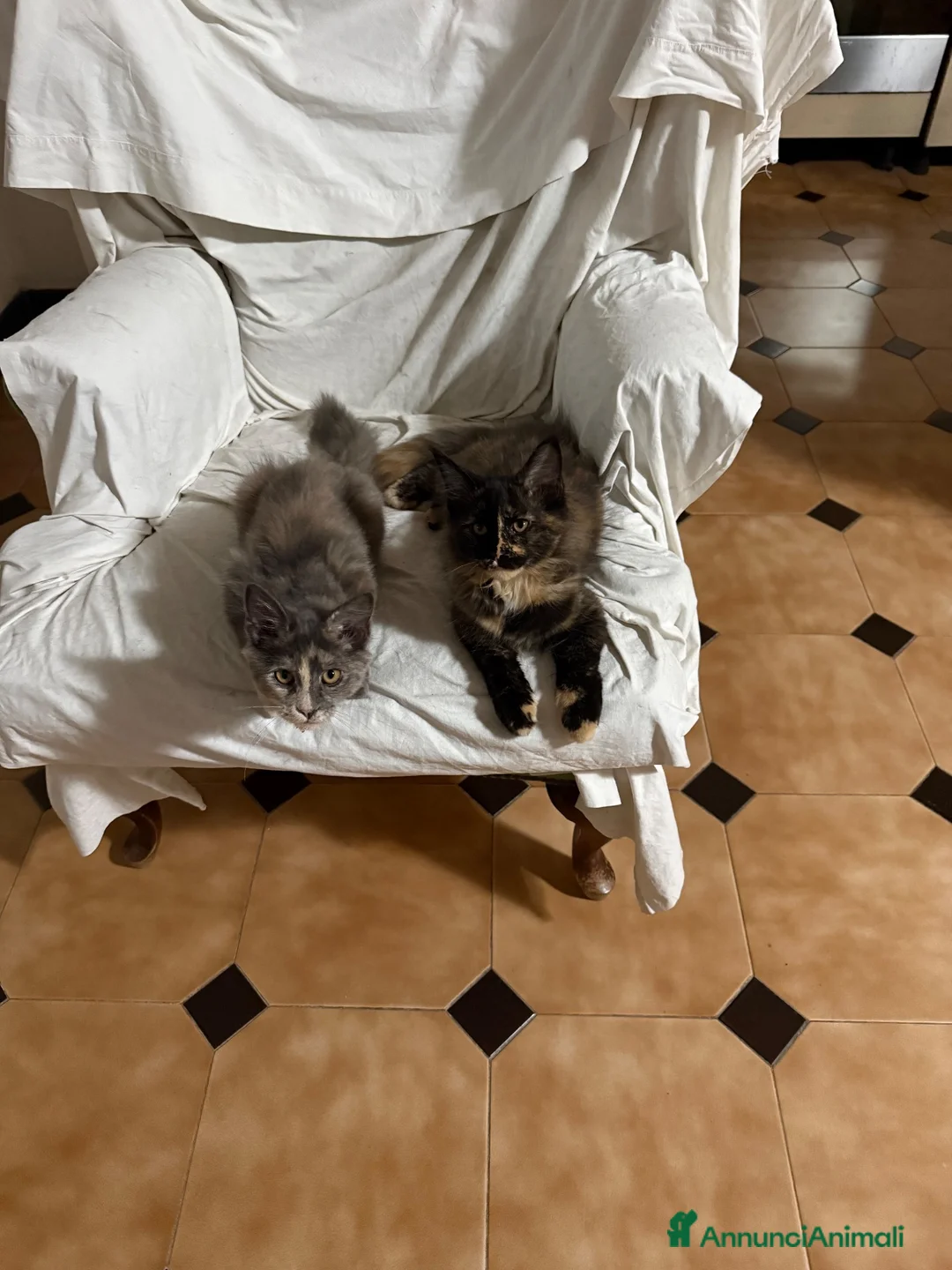 Maine Coon gatti in vendita: Maine Coon a Città metropolitana di Roma Capitale - Annuncio 2