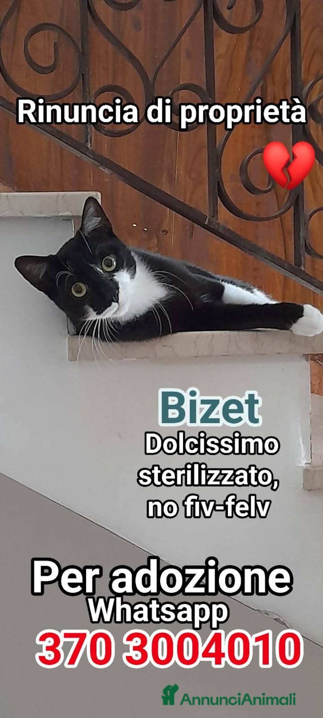 Europeo gatti in regalo: BIZET CERCA UNA NUOVA MAMMA - Annuncio 2