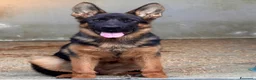 Pastore Tedesco cani in vendita: Pastore tedesco altissima genealogia, bella. a Provincia di Foggia - Annuncio 1