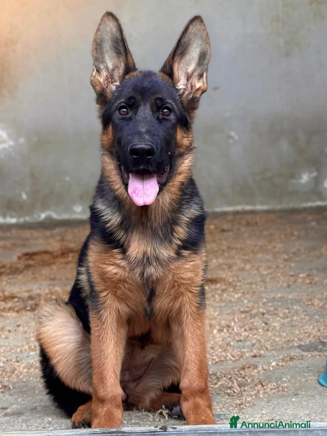 Pastore Tedesco cani in vendita: Pastore tedesco altissima genealogia, bella. a Provincia di Foggia - Annuncio 1