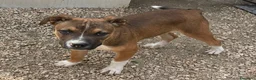 Pitbull cani in regalo: MOLISSINO IN CERCA CASA - Annuncio 3