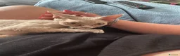 Devon Rex gatti in vendita: DEVON REX a Città metropolitana di Roma Capitale - Annuncio 4