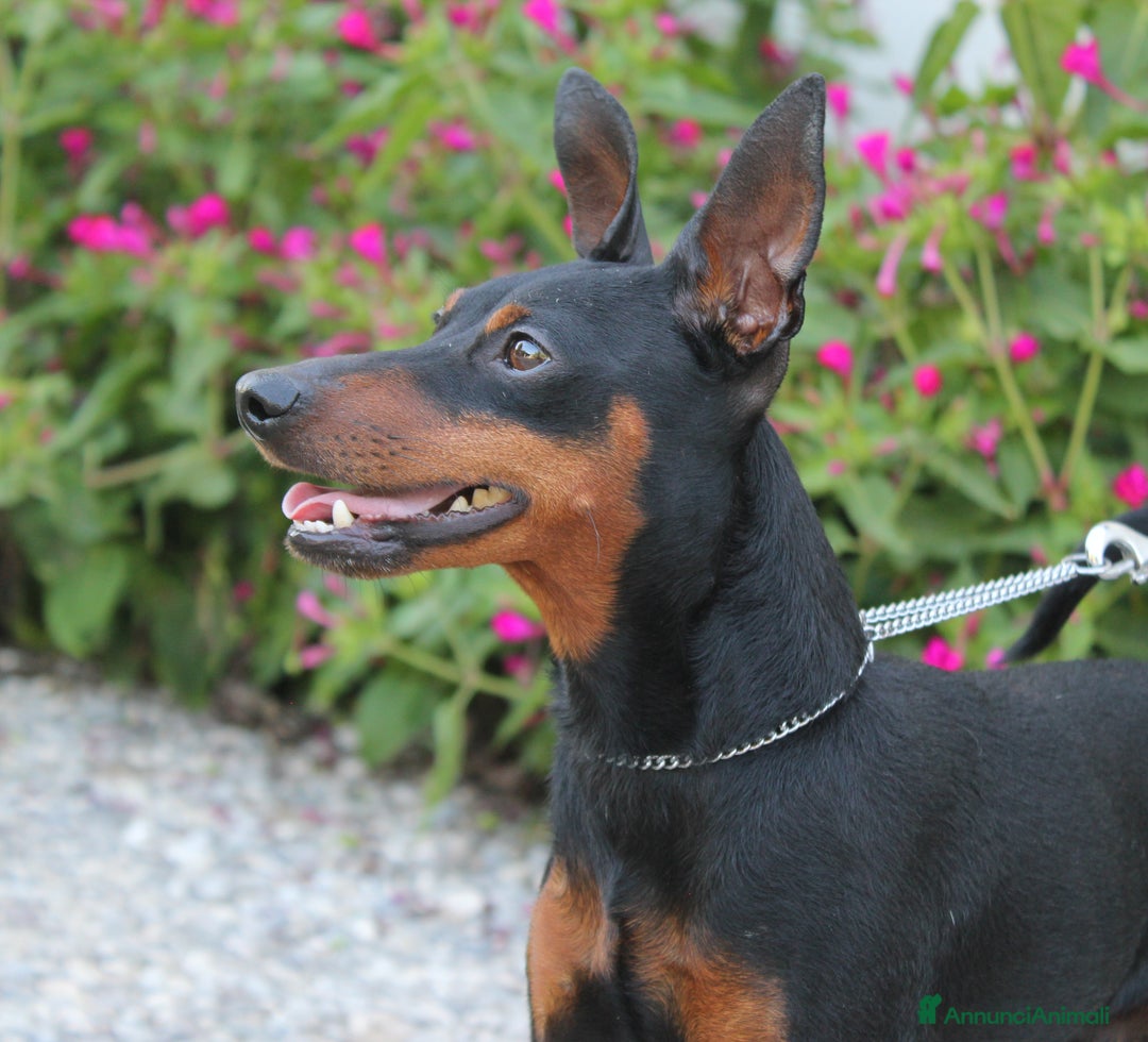 Immagine della galleria {{count}}