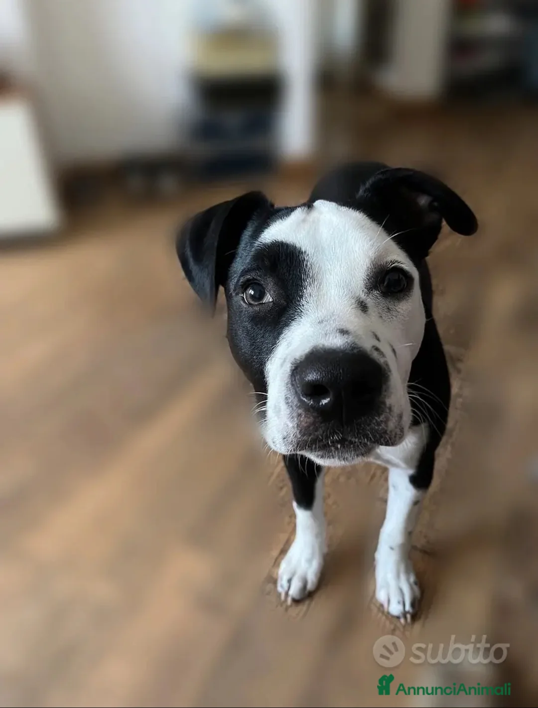 American Staffordshire cani in regalo: Sirius Maschietto Amstaff a Provincia di Latina - Annuncio 2