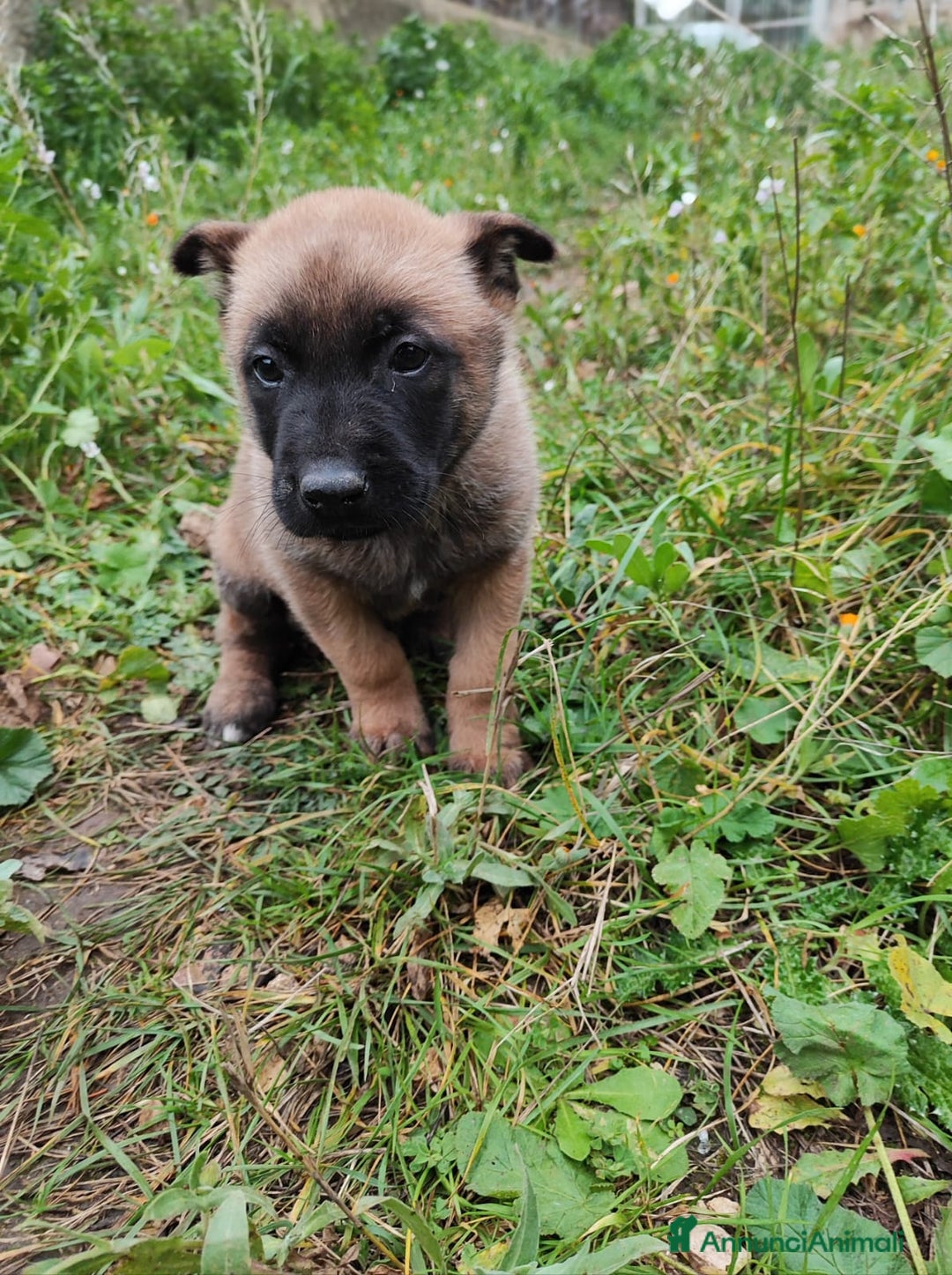 Pastore Belga cani in vendita: Allevamento Pastore Belga Malinois Bari Puglia a Città Metropolitana di Bari - Annuncio 4