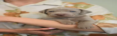 Weimaraner Cucciolo 1