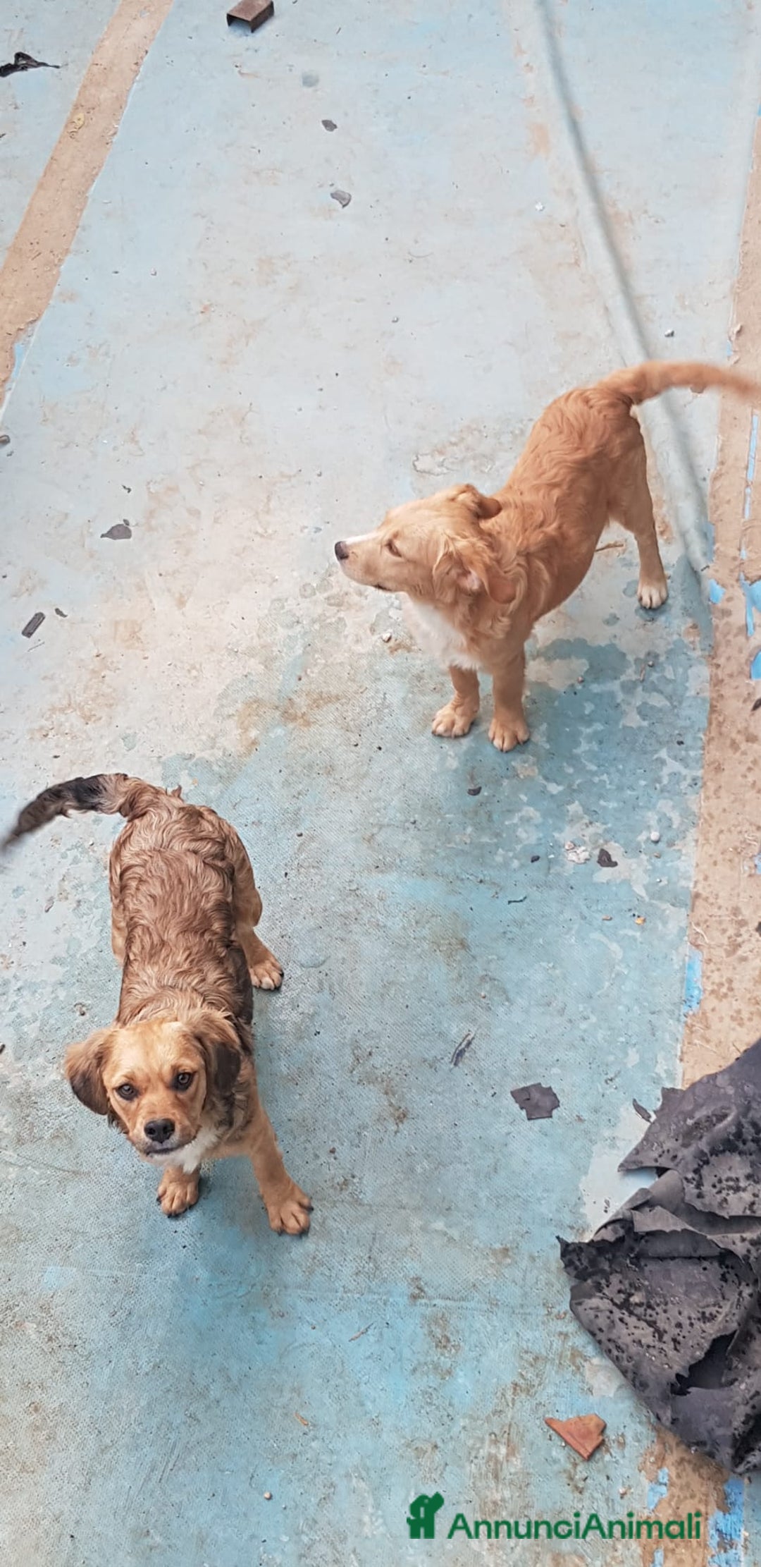 Altre razze cani in regalo: Regalo tre cuccioletti - Immagine 7