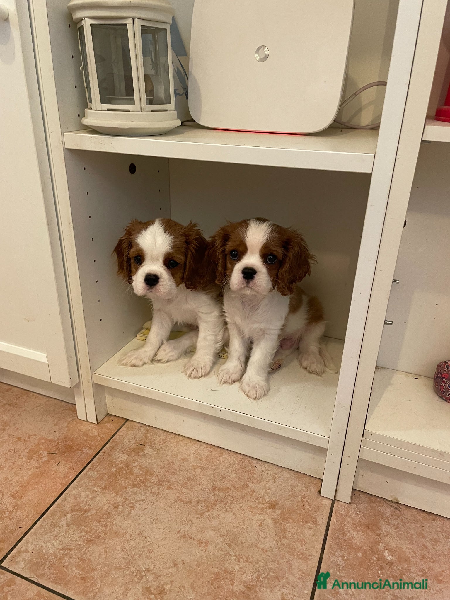 Cavalier King cani Cavalier King CS con Pedigree - Annuncio 12