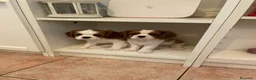 Cavalier King cani in vendita: Cavalier King CS con Pedigree - Annuncio 1