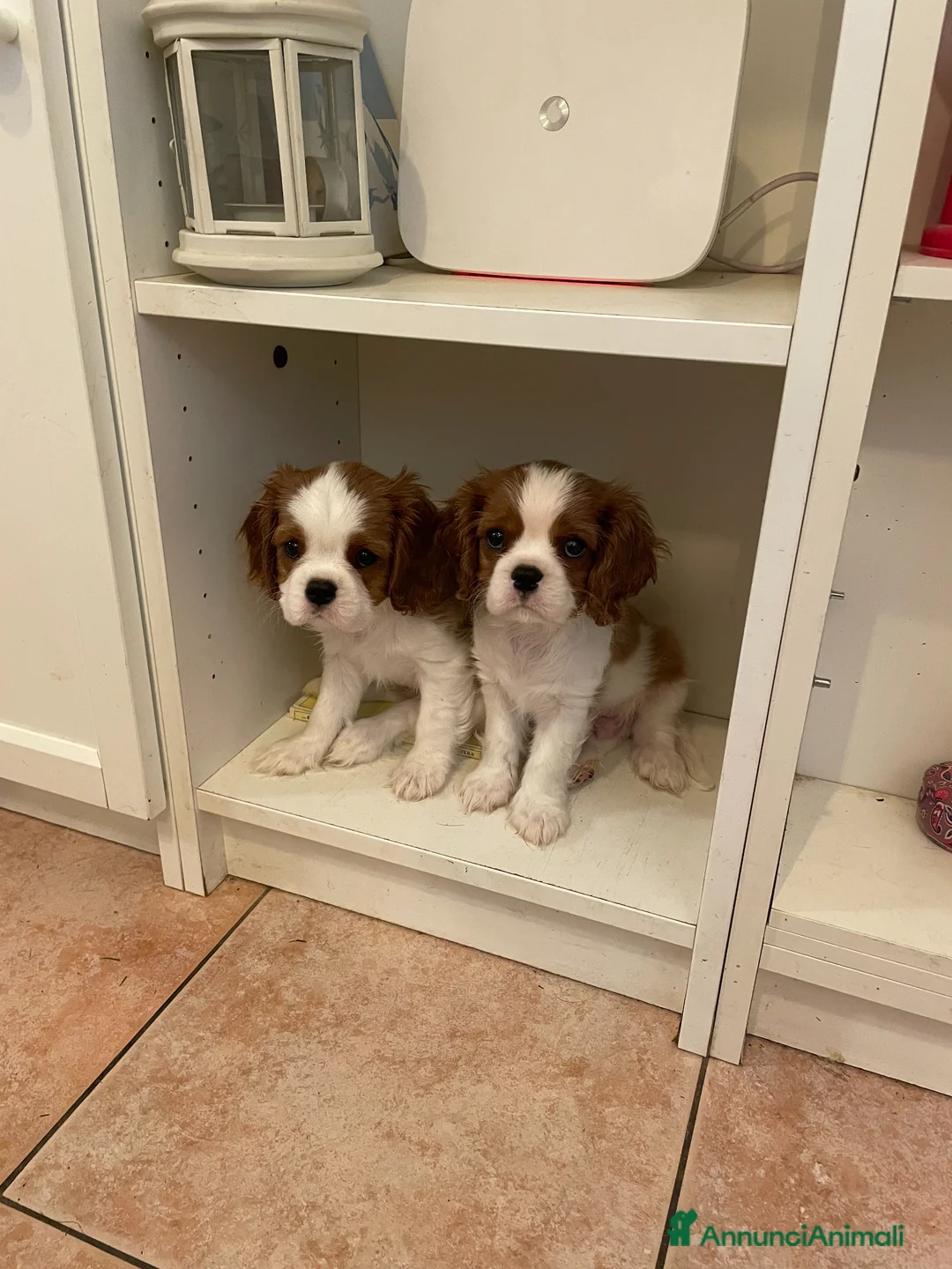 Cavalier King cani in vendita: Cavalier King CS con Pedigree - Annuncio 1