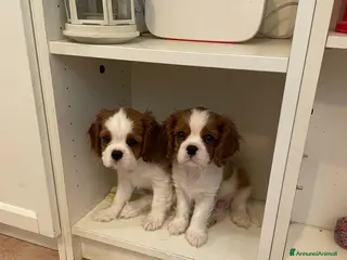 Cavalier King cani Cavalier King CS con Pedigree - Annuncio 12