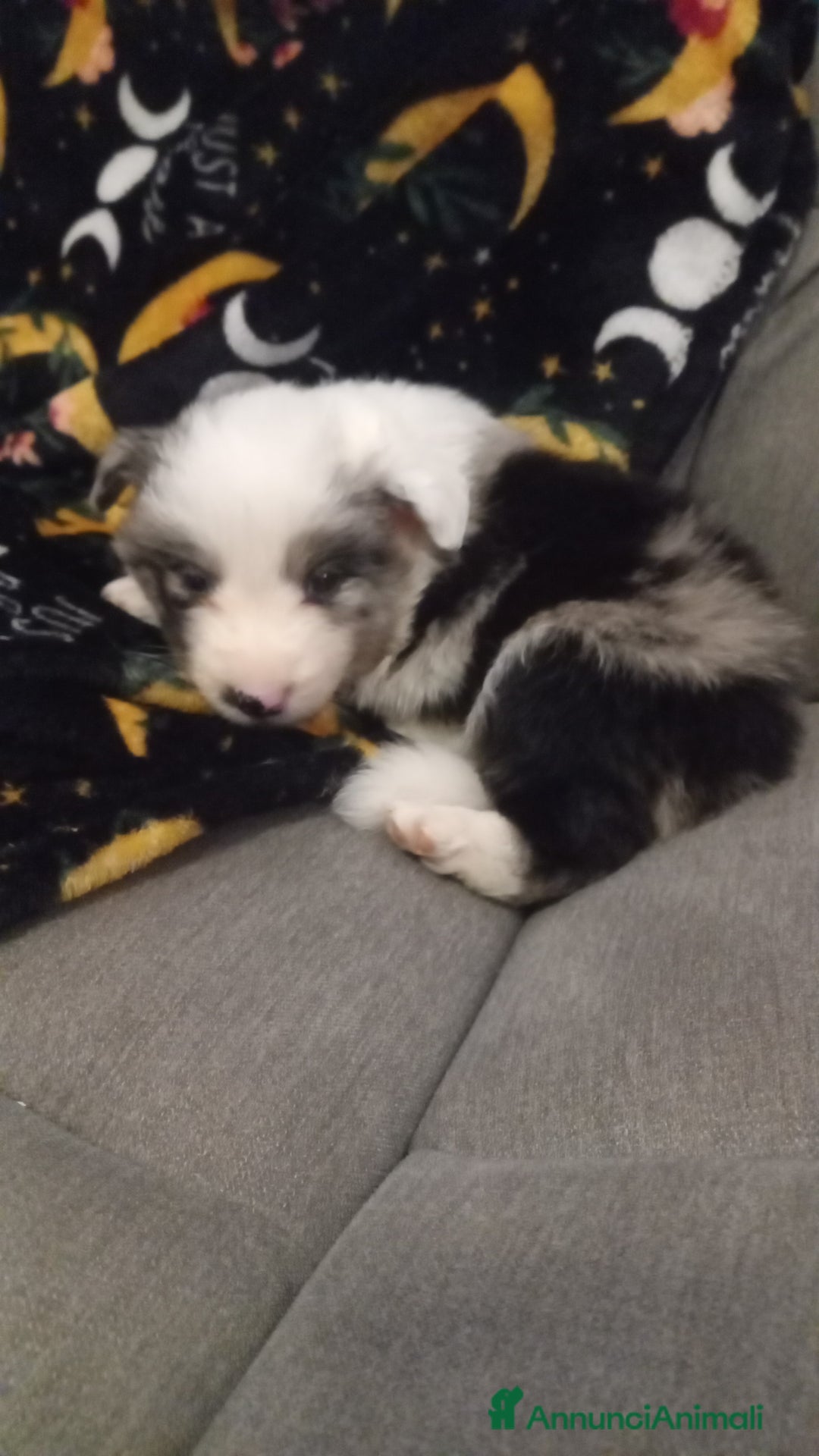 Border Collie cani in vendita: Ultimo maschietto border collie blu merle - Annuncio 2