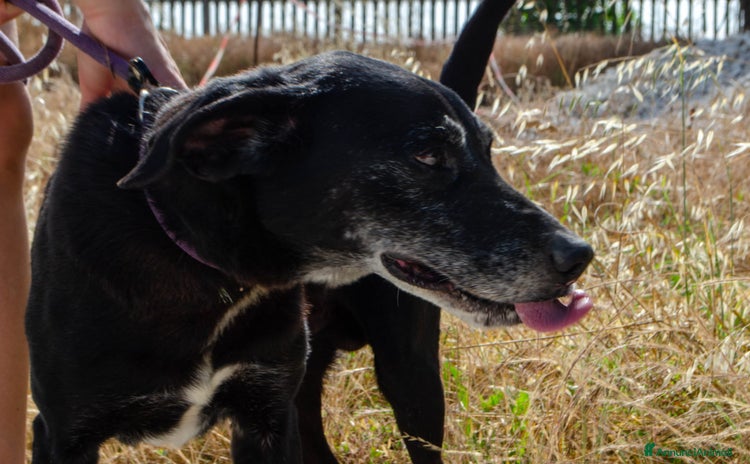 Meticcio cani a Provincia di Bergamo - Annuncio 4