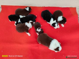 Border Collie cani Border collie - Annuncio 1