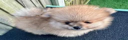 Volpino Pomerania cani in vendita: Adorabili cuccioli di Pomerania - Annuncio 11