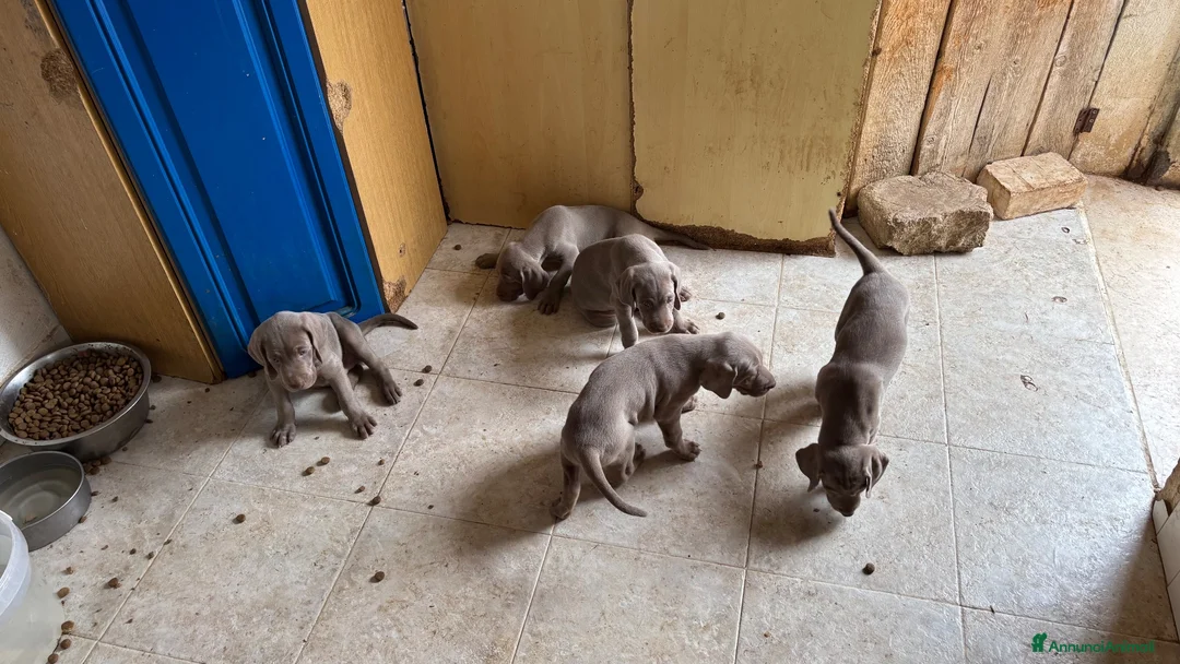 Weimaraner cani in vendita: Dolcissimi cuccioli di Weimaraner a Provincia di Foggia - Annuncio 2