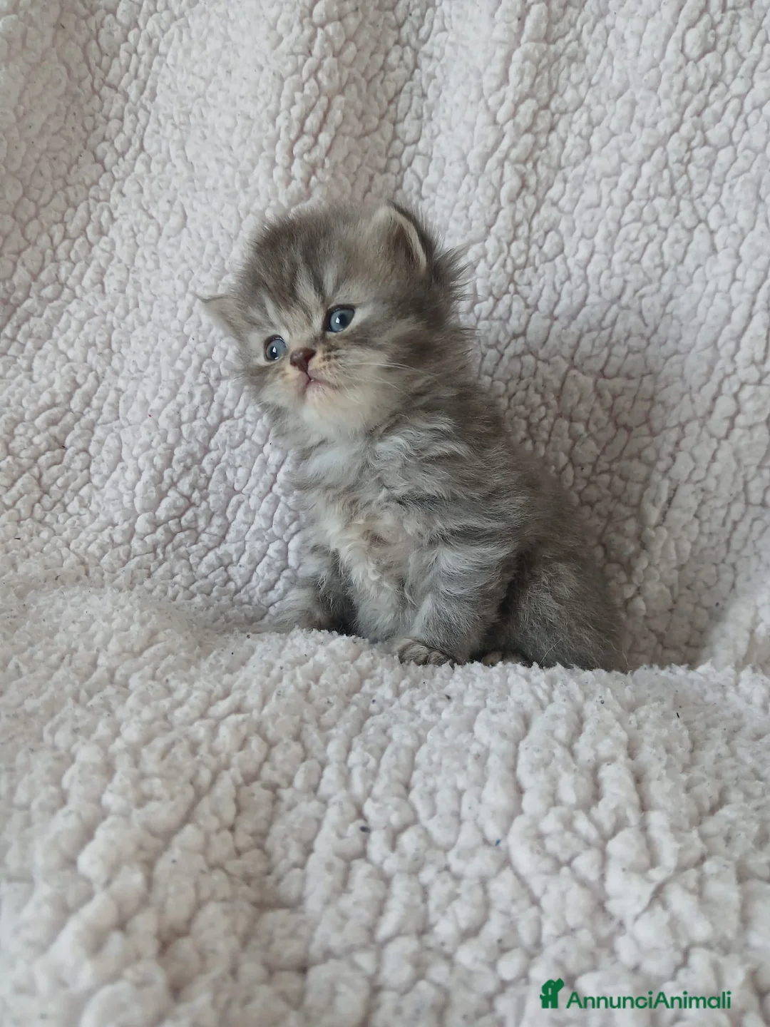 Scottish gatti in vendita: Vendita cucciolo scottish fold e straight  - Annuncio 1