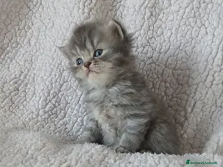 Scottish gatti Vendita cucciolo scottish fold e straight - Annuncio 1